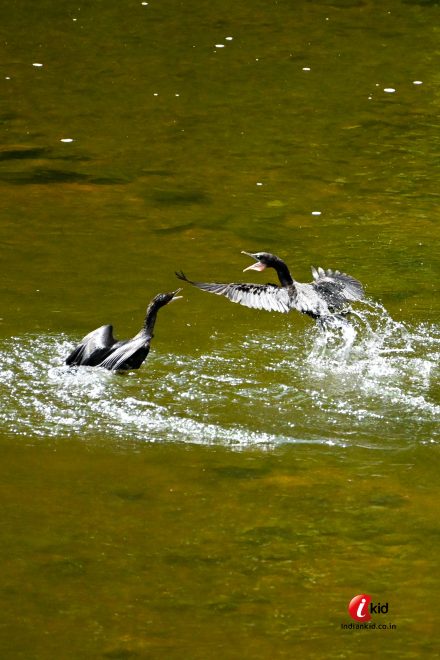 Cormorant fight